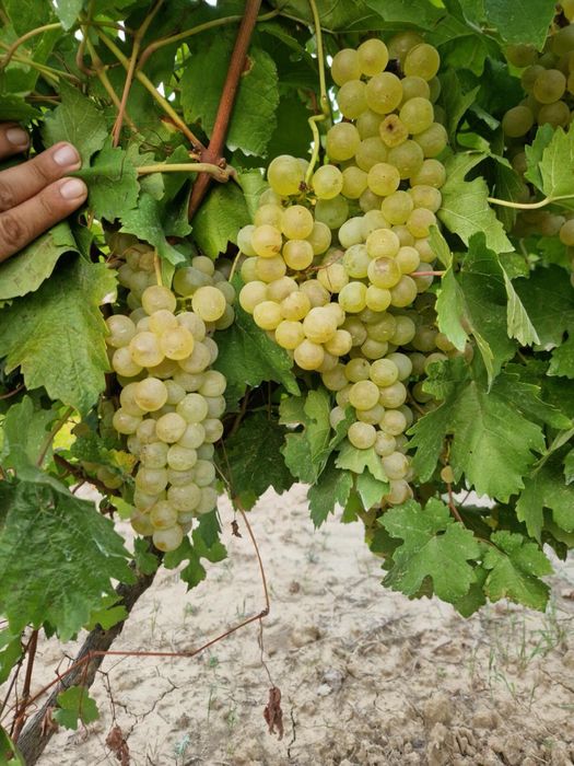 Struguri de masa si de vin