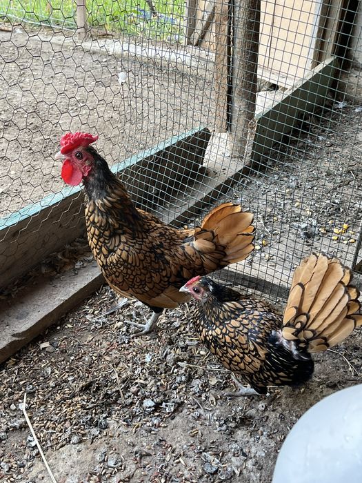 Vand gaini mii de flori si sebright