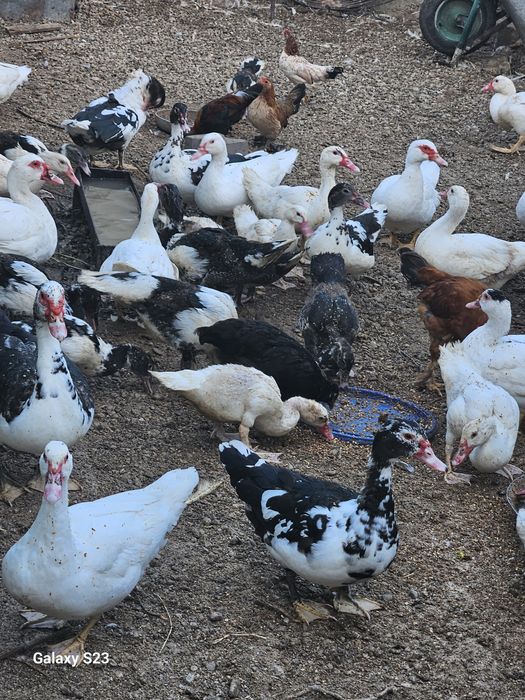 Vand rate lesesti.100 lei bucata