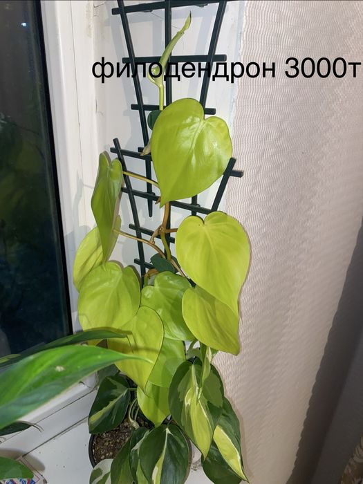 Редкие комнатные лианы по доступной цене