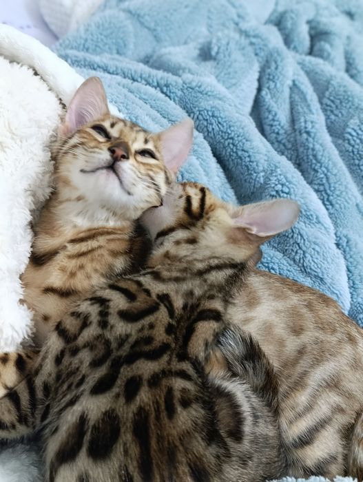 Бенгальский котенок мальчик 2 месяца