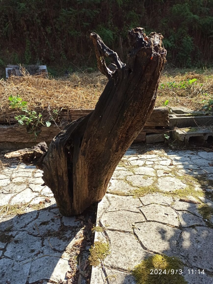 Buturugă Rădăcina pt Sculptură Obiecte Artă Masă Scaune etc