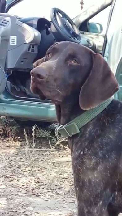 Курцхар кабель на вязку.