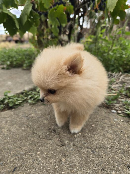 Женски померан ..