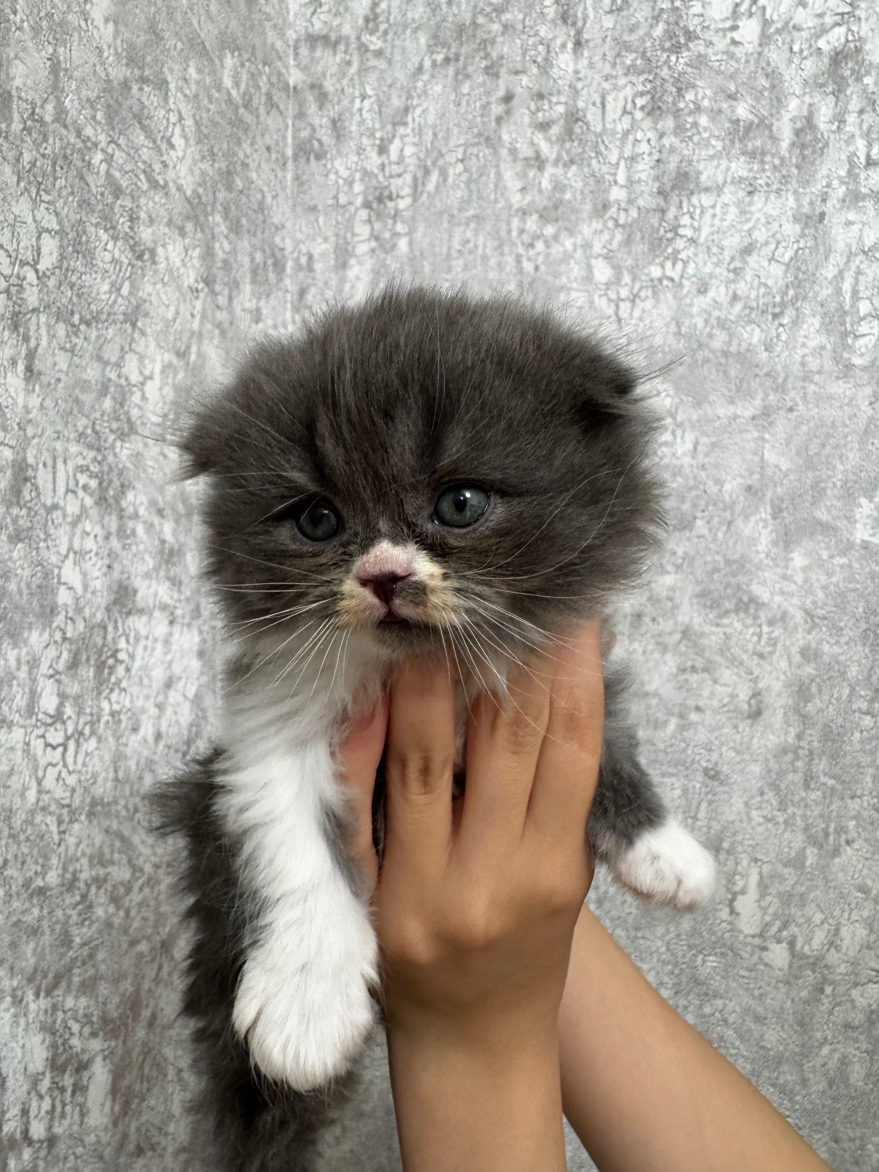 Веслоухие котята