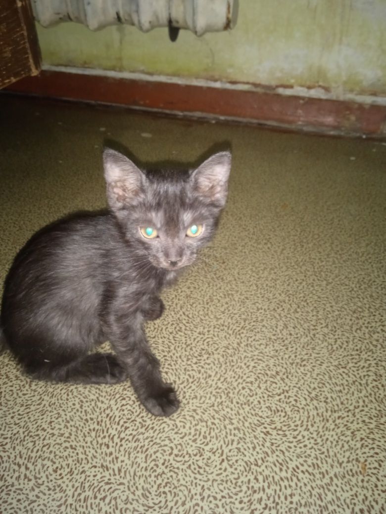 Продаются котята