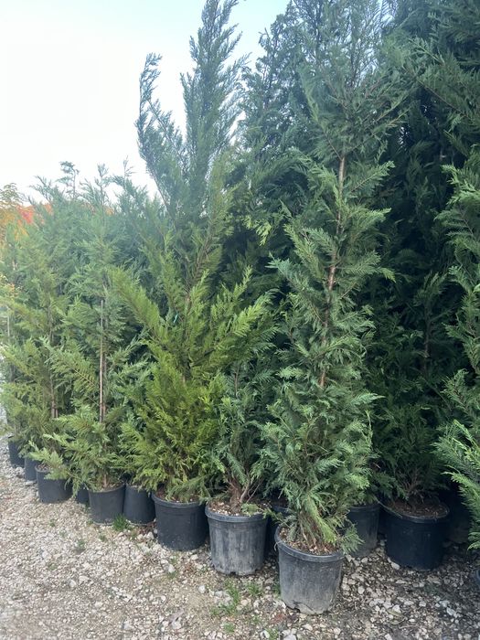 Plante ornametale naturale tuia