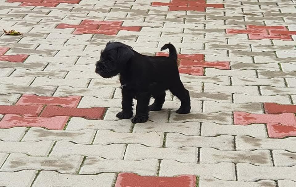 Schnauzer pitic cu pedigree