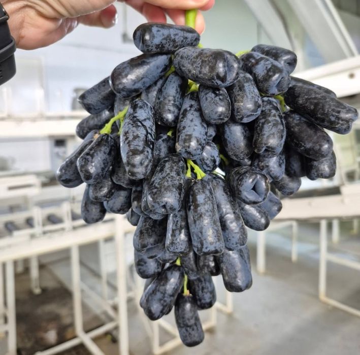 Avatar mondro uzum navi kochatlari sotuvda