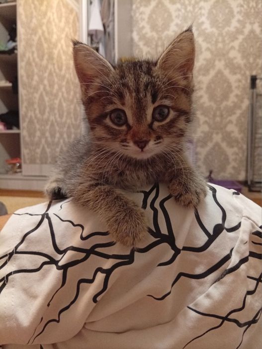 Нежная девочка, в хорошие ручки