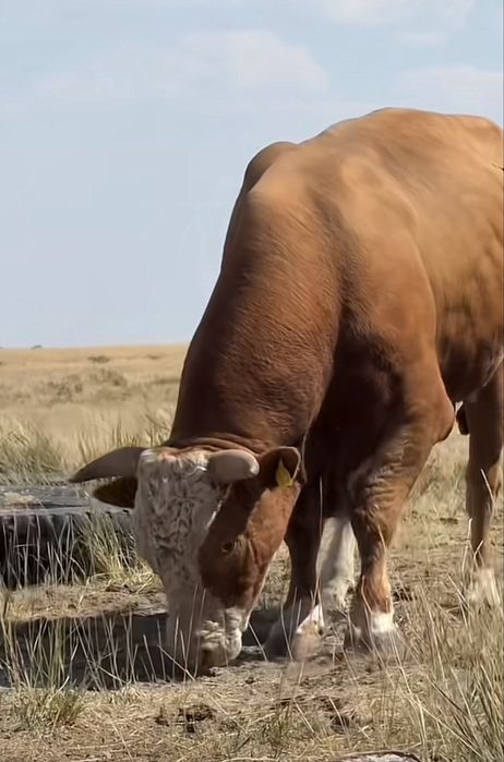 Қара мал бұқалар сатылады