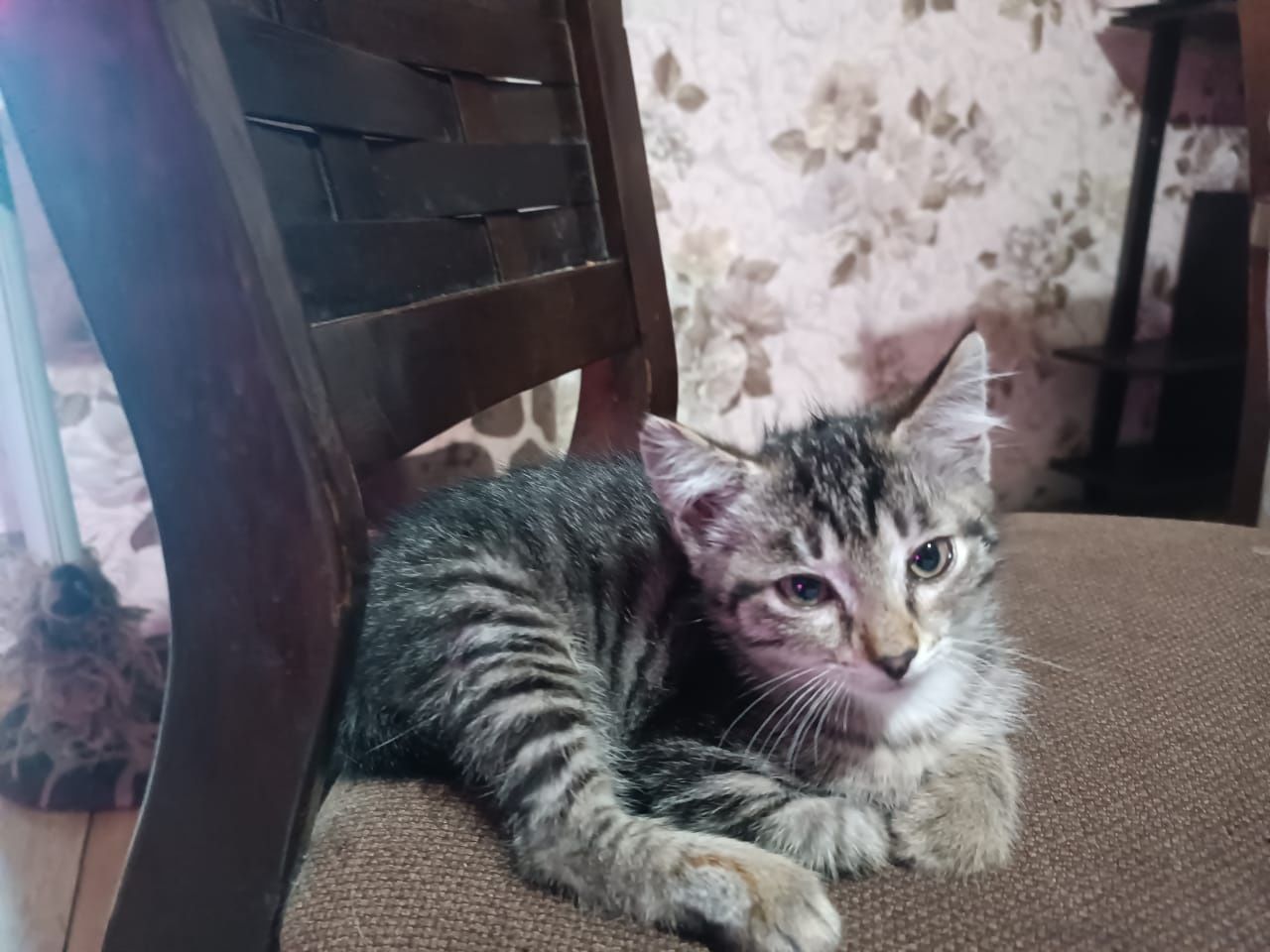 Подарю котят в хорошие руки!