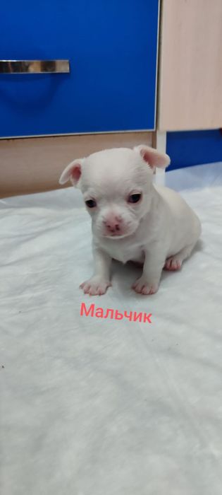 Продам щенят чихуахуа