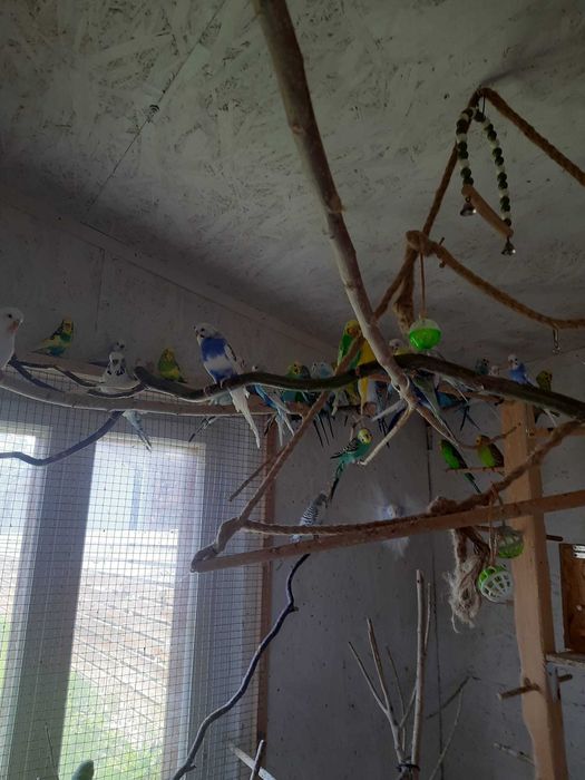 Papagali perusi din mini-voliera