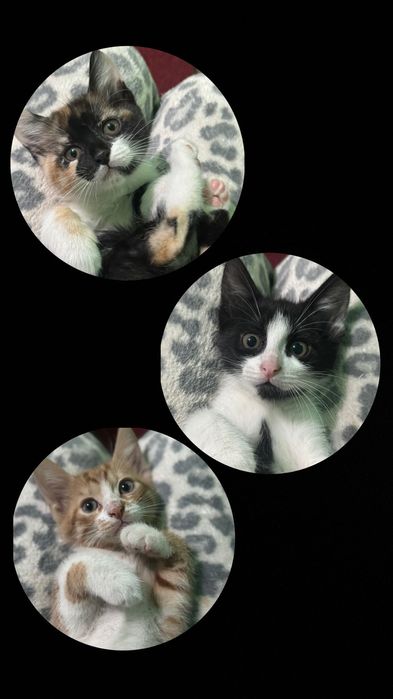 Pui de pisica spre adoptie