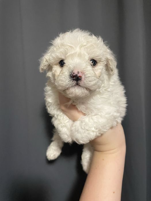 bichon maltez pui