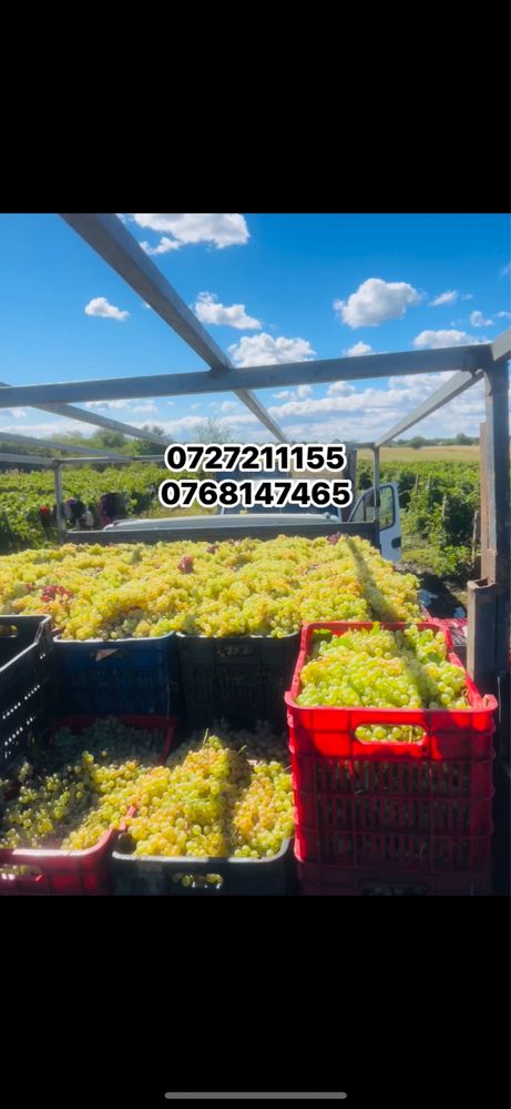 Vand struguri de vin Bacău