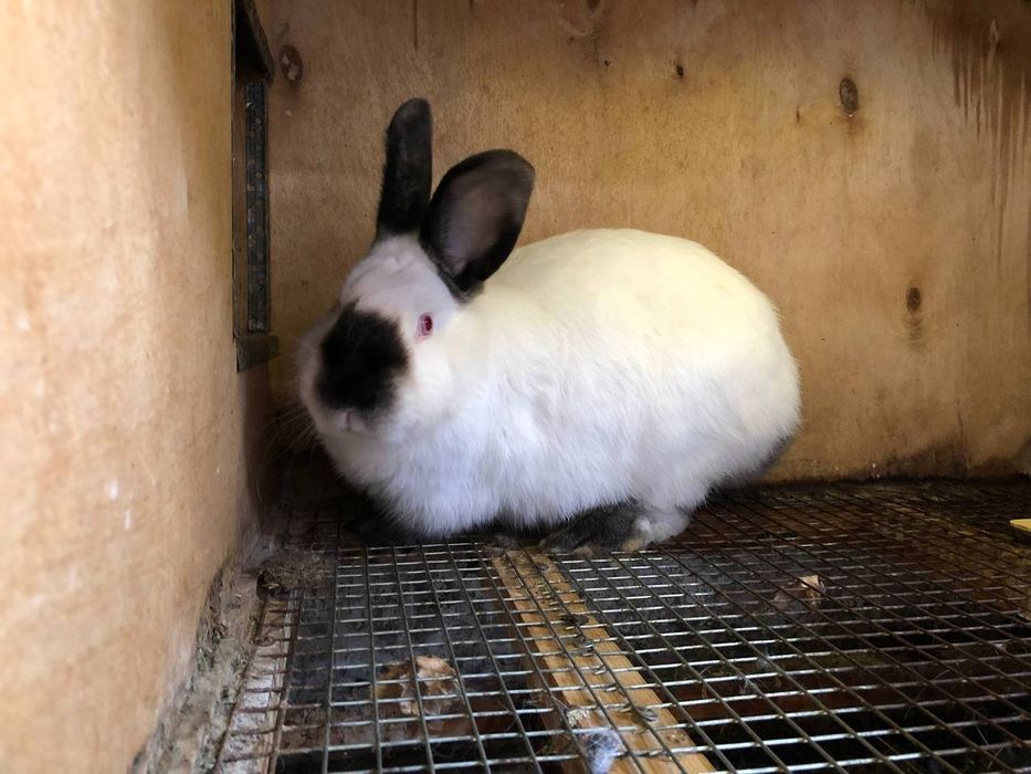 Kalif quyoni ishlashga tayyor paralar