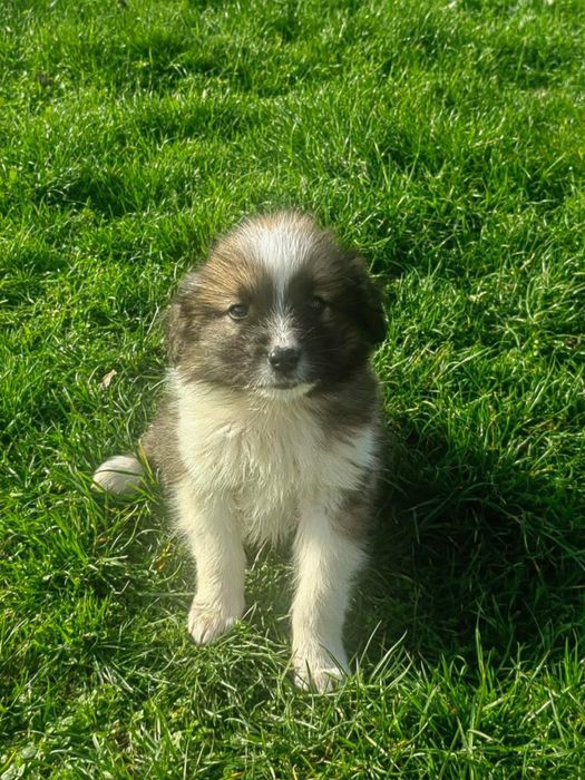 Продавам каракачански овчарки