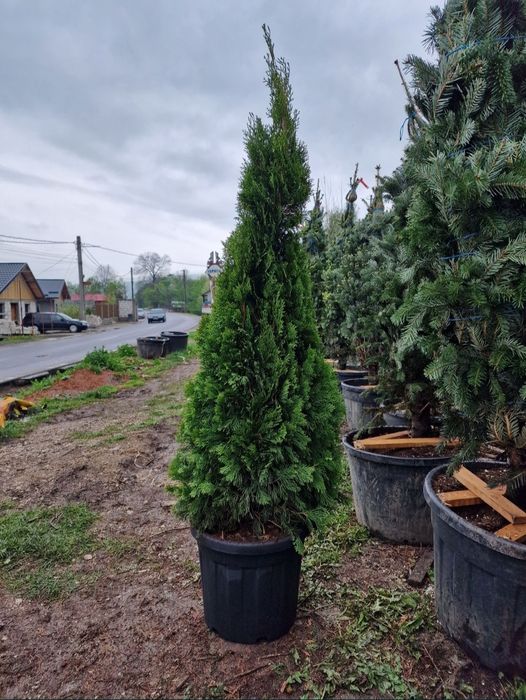 Tuia smaragd și leylandii la 2.3m - 2.5m/ oferim livrare și plantare