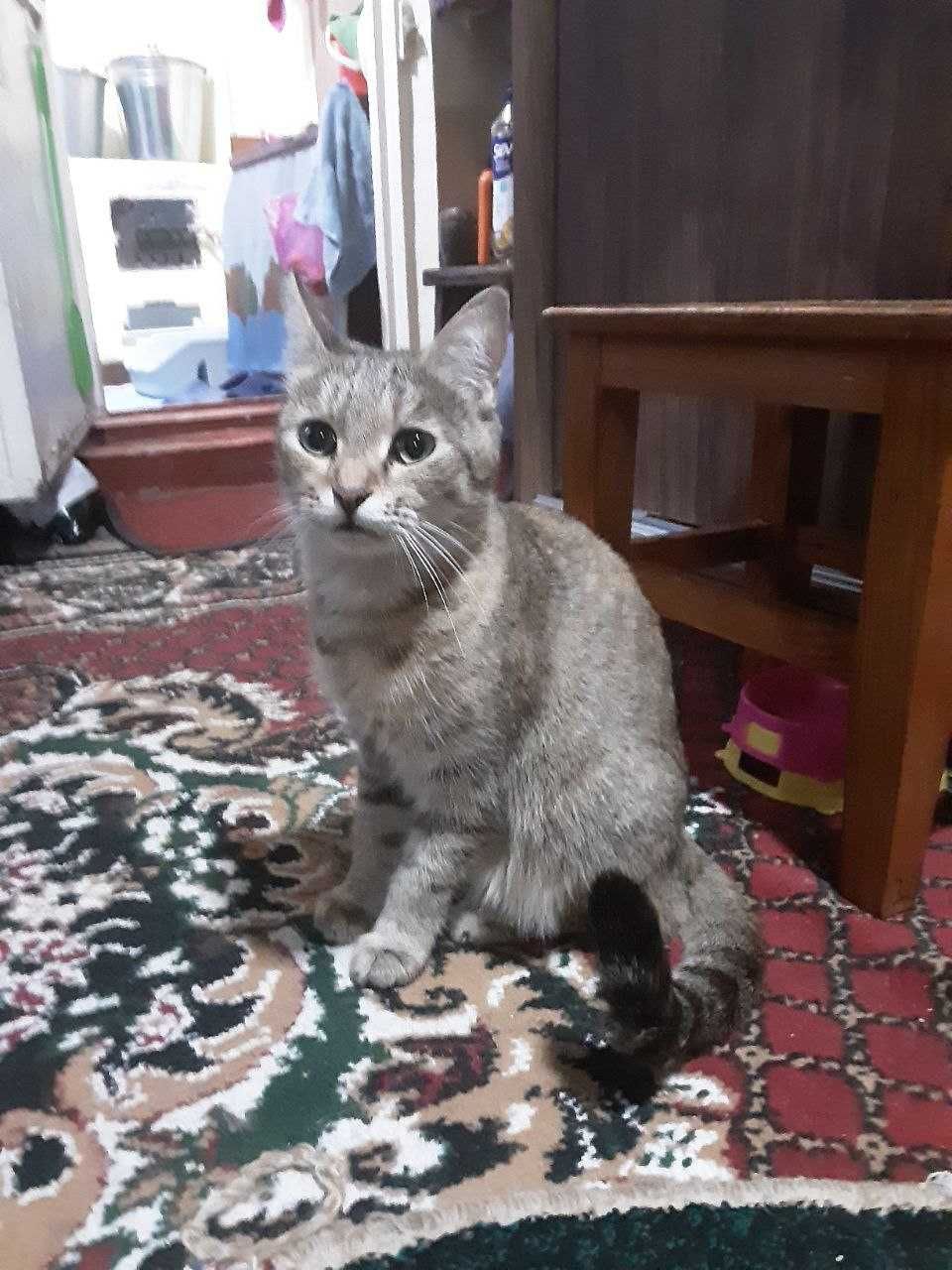 котята в хорошие руки