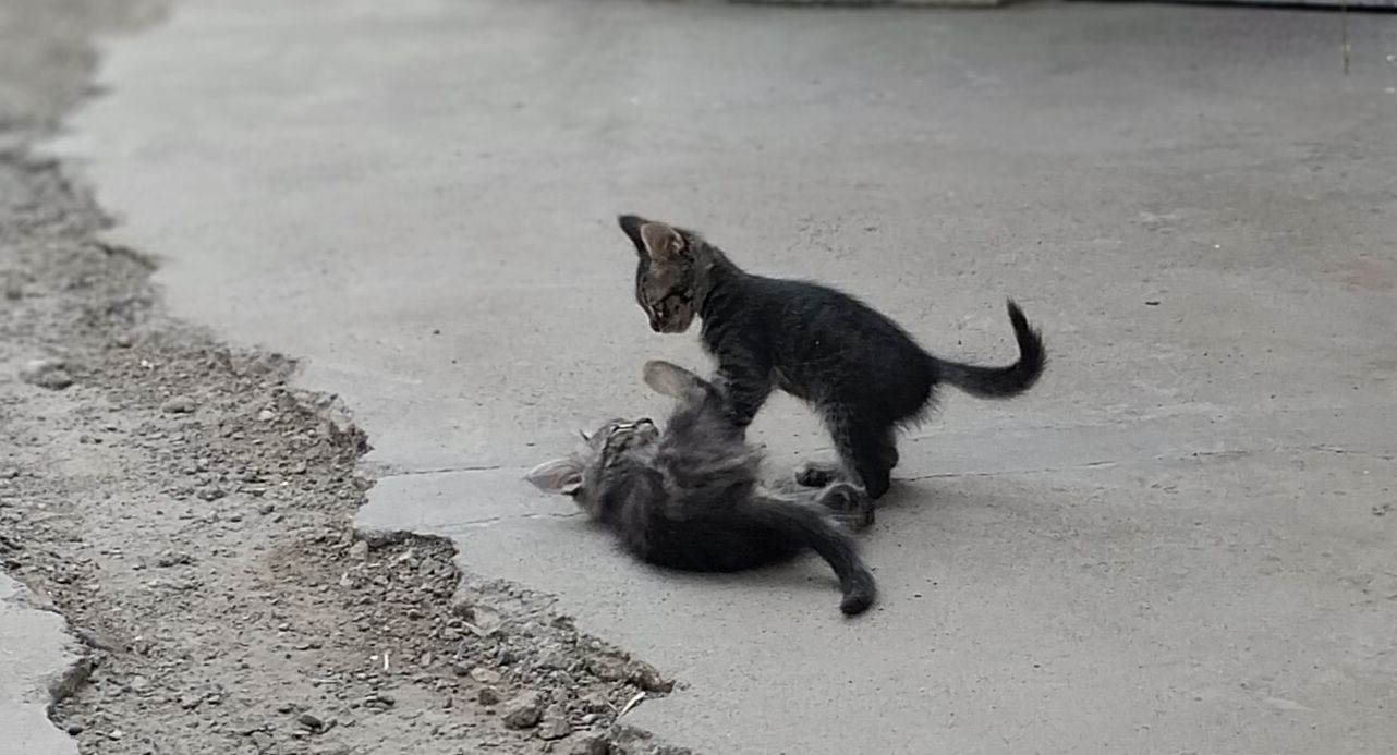 В добрые,заботливые ручки котятки