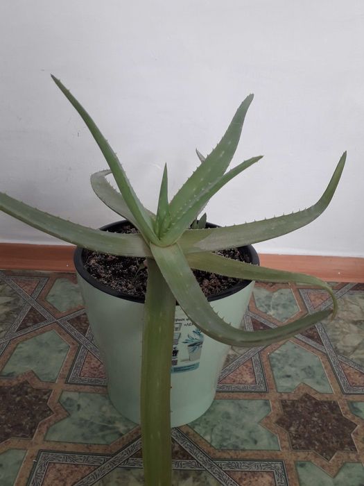 Емдік Алоэ Вера гүлдері