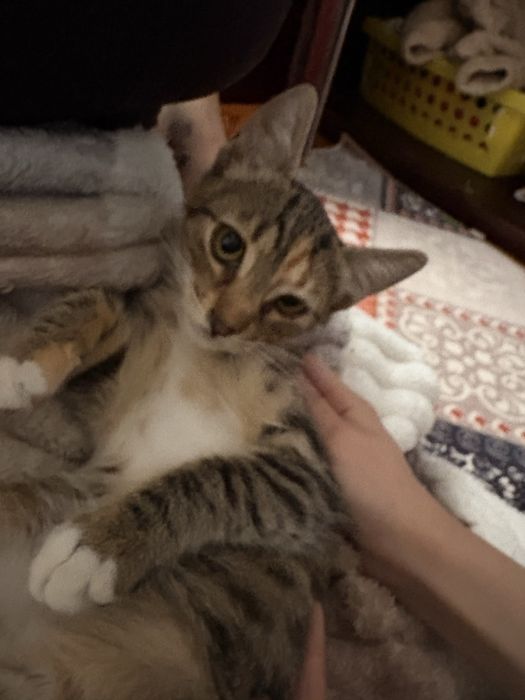 donez pisoi, URGENT!