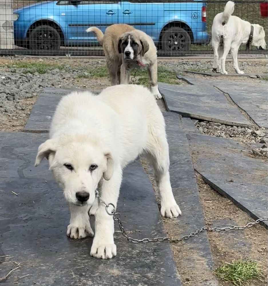 Ciobanesc de Asia Centrală