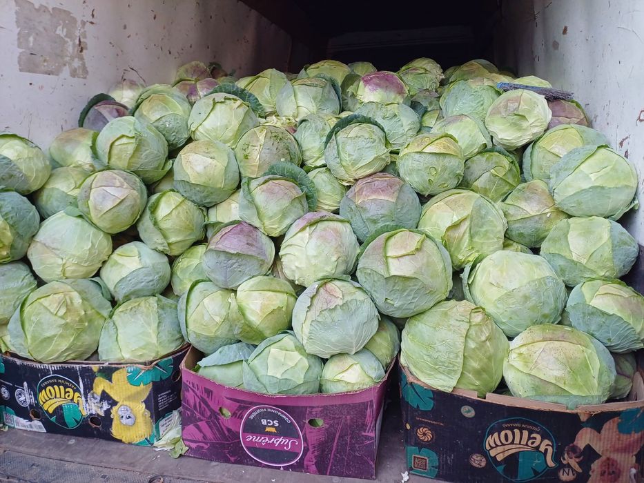 Vand varza de buzau !