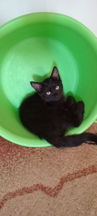Котёнок 3 месяца, девочка(не породистая)