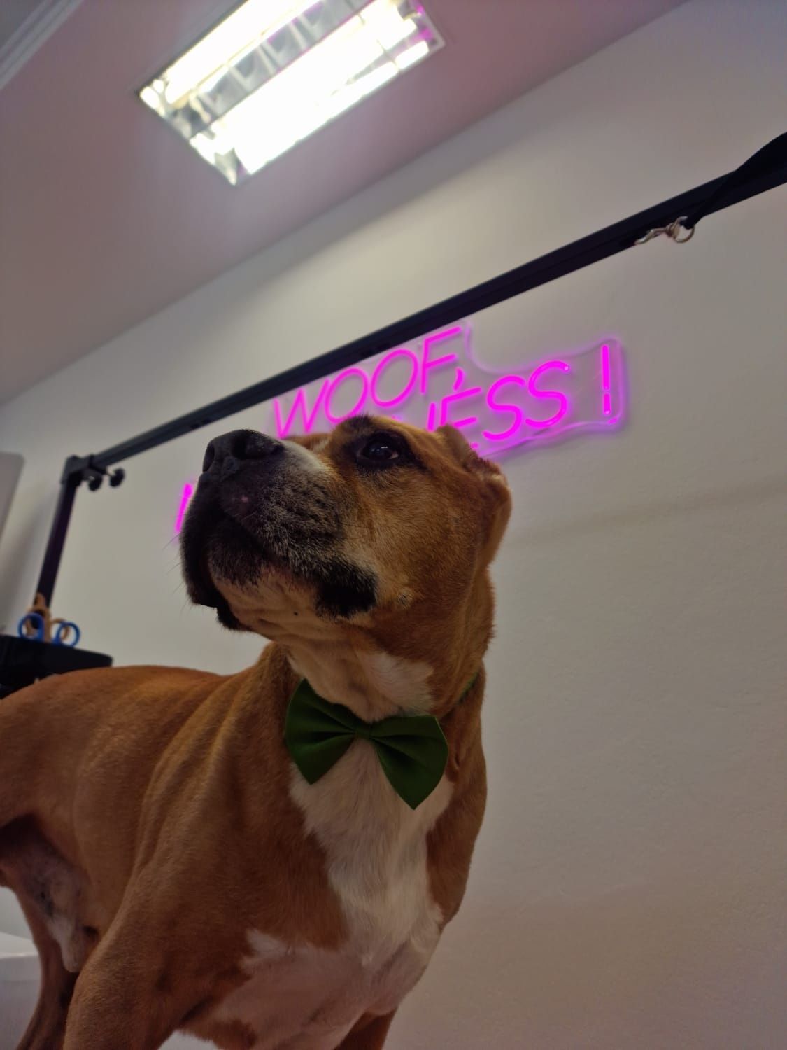Frizerie canina - WOOF, MY DOGNESS!
