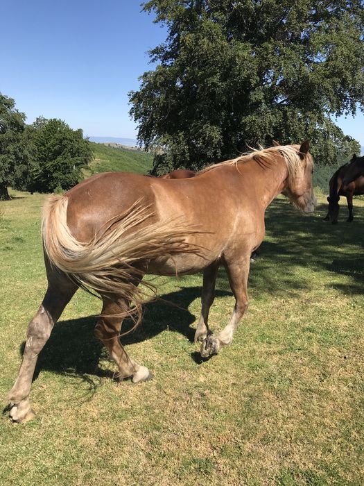 Vand iapa ,contactati-ma pentru detalii