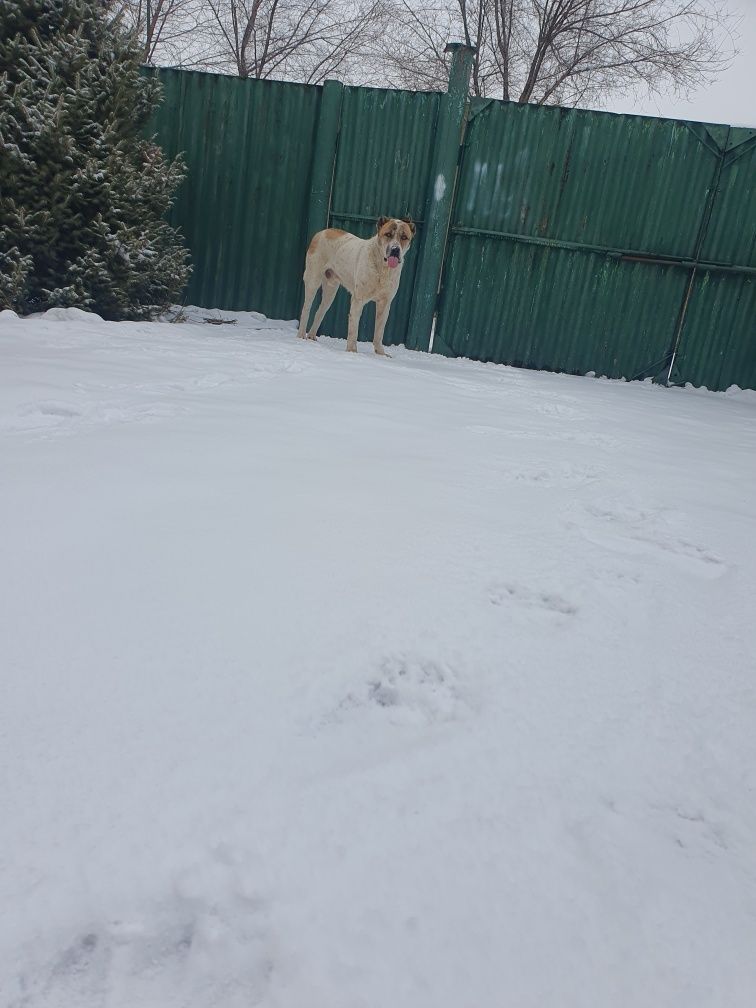 Молодой кабель для вязки