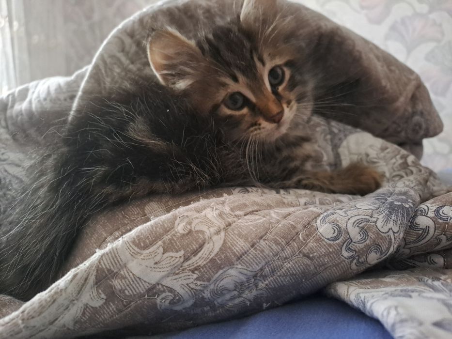 Котята бенгалы мраморы