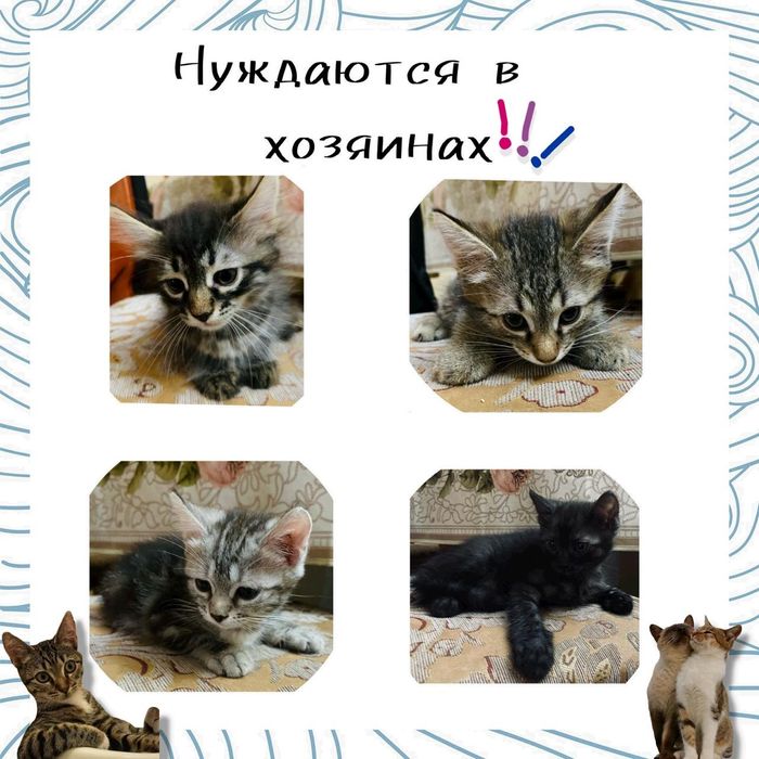 Раздача домашних красивых котят