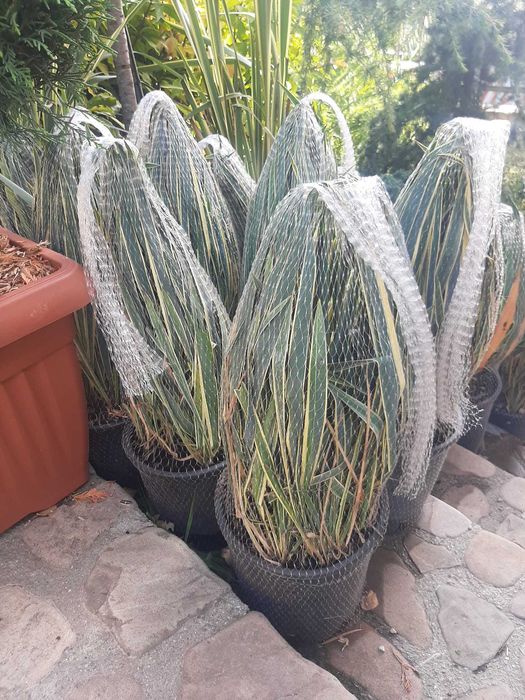 Vând tuia, mesteacăn, tei, platan, paltin, stejar, brazi