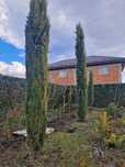 Vând cipressi toscani aduși din Italia