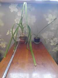 Комнатное растение индийский лук