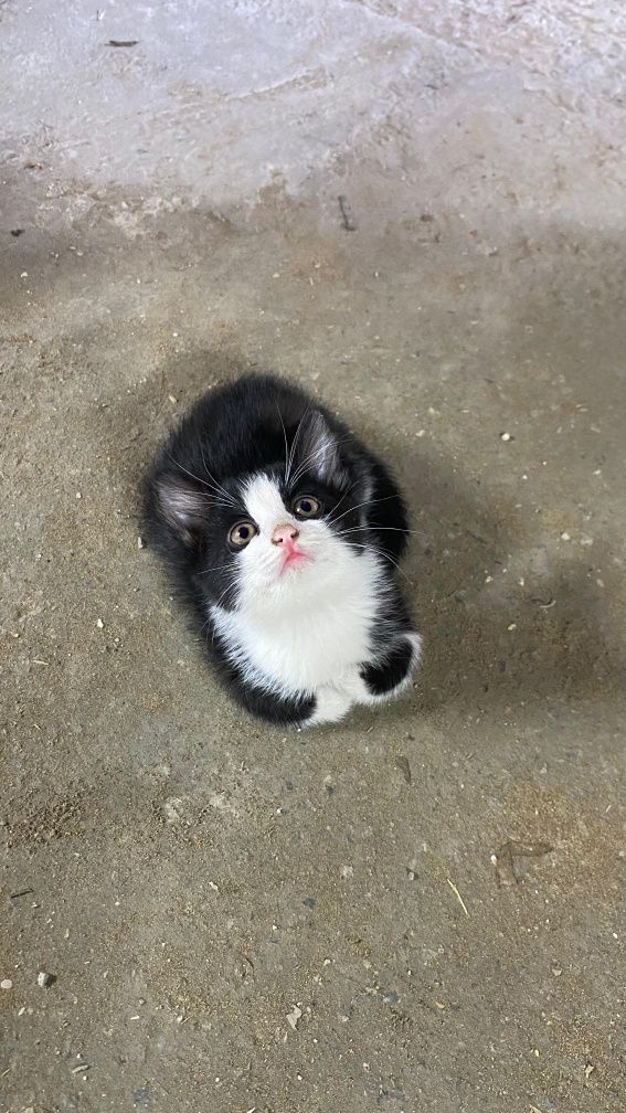 Кошка отдам бесплатно