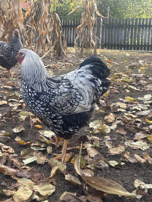 Vand cocosi wyandotte argintiu