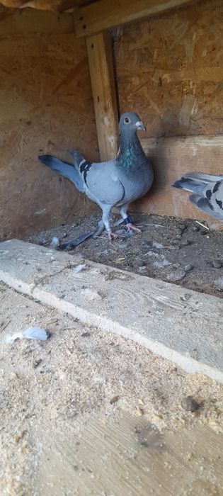 Vând porumbei voiajori