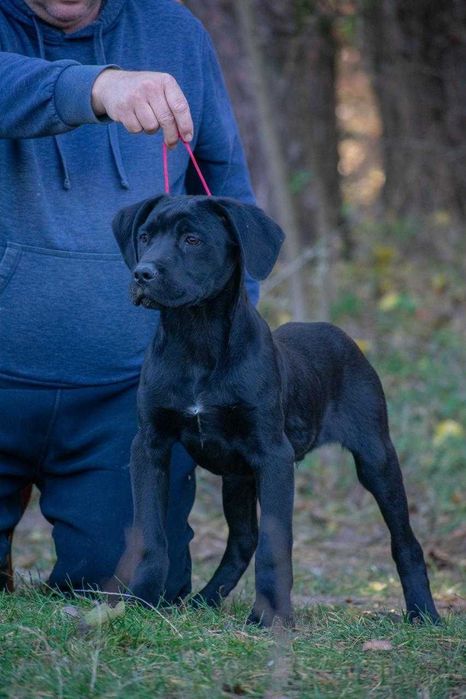 Cane corso 4 luni mascul
