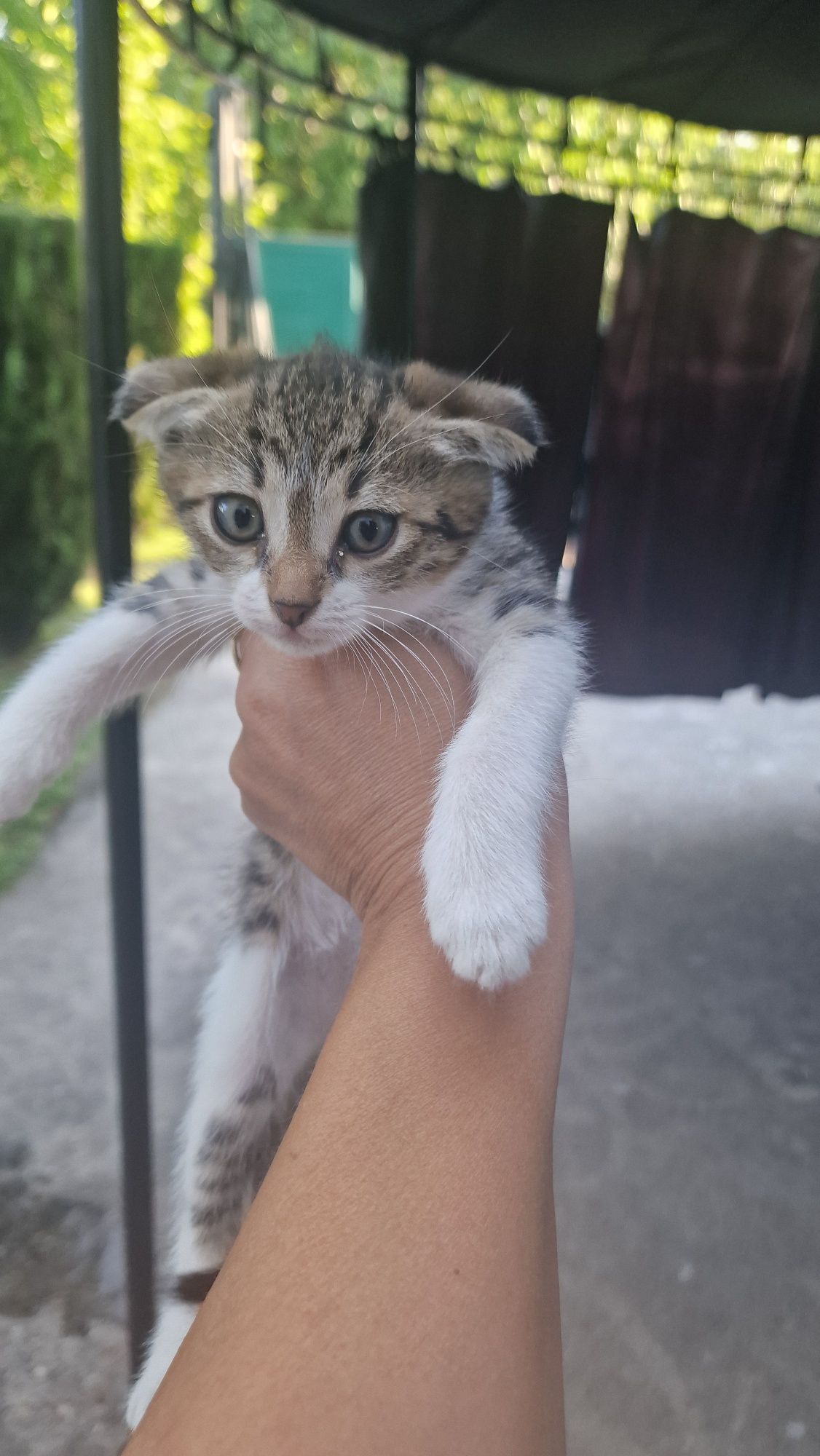 Подарявам котенца на 2 месеца
