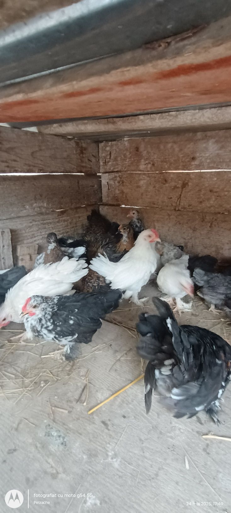 De vânzare pui de găinușe pitice