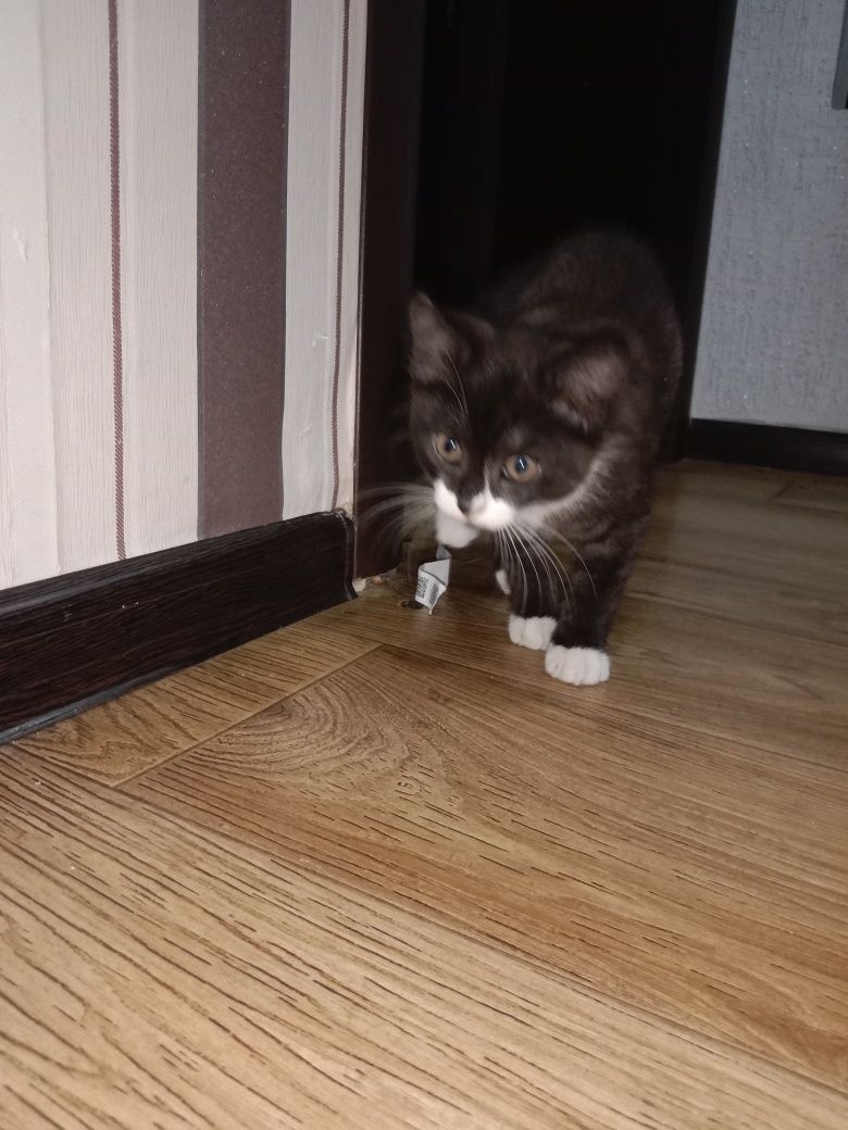 Красивый котик в новый дом
