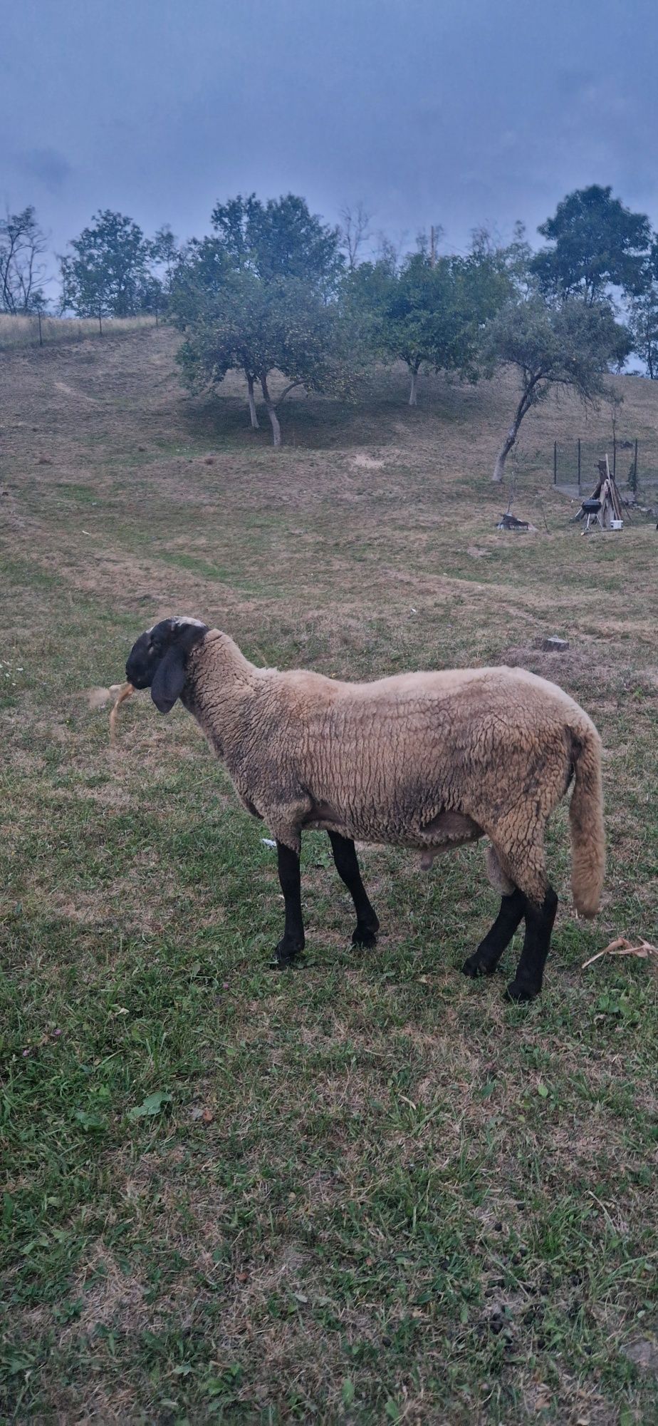 Vând berbec carabas și 2 oi bune de lapte