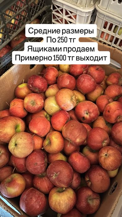 Яблоки 200тг, 250тг, 350тг