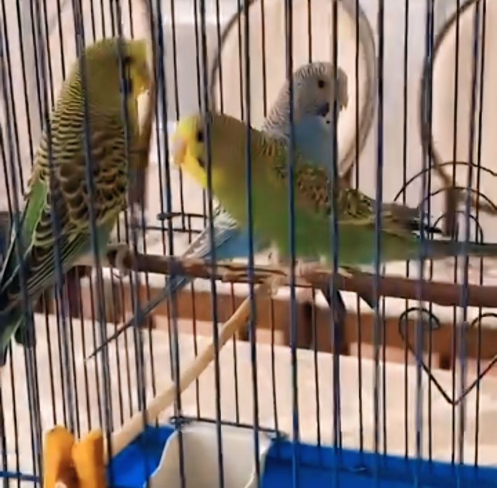 Волнистые попугайчики