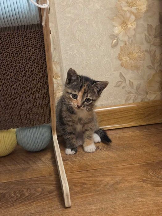 Котята в серьезные добрые руки